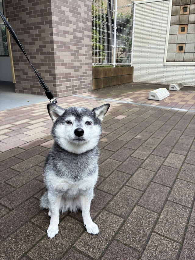 BC100F11-5196-4E8C-8CE2-F869A51AFBA2_1_105_c