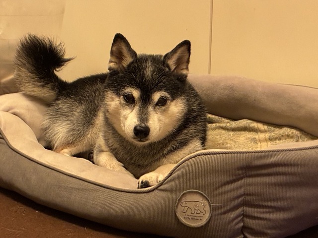 秋雨の納豆ランチと鶏ささみ野菜炒め