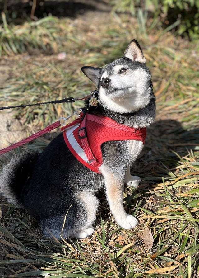 天皇誕生日の富士そばとパンプキンポーク