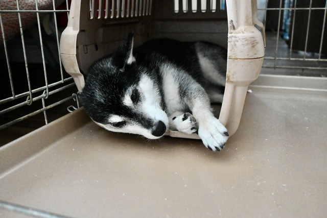 葉月終盤の無印パスタと鶏肉キャベツと高倉健