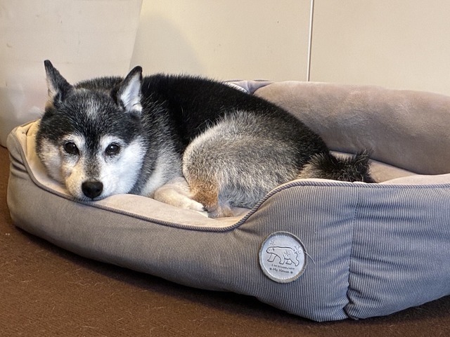 0855E78A-9205-415C-9E66-46F6F44BC5F5_1_105_c