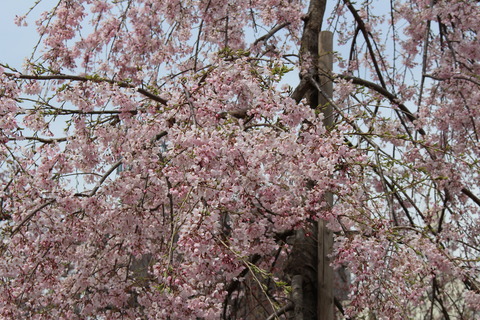 IMG_0611