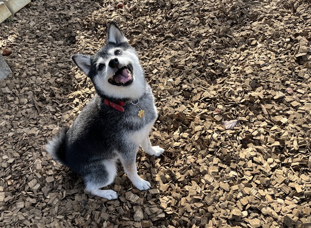 AFF6C086-CD57-4BBB-8499-8C979F66D800_1_201_a