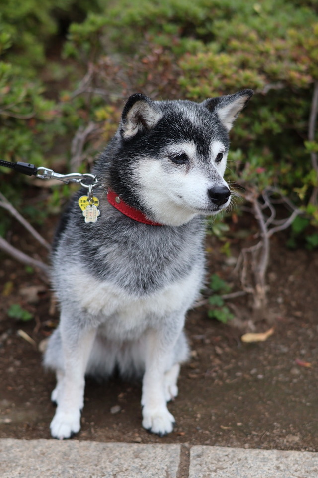 76563EDA-8851-4247-9306-B593B41D3B35_1_105_c