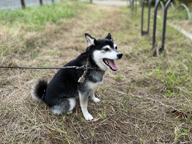 秋日和の牛すき丼と肉じゃが