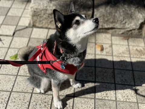 秋日和のセキネランチとブリテリと日本シリーズ