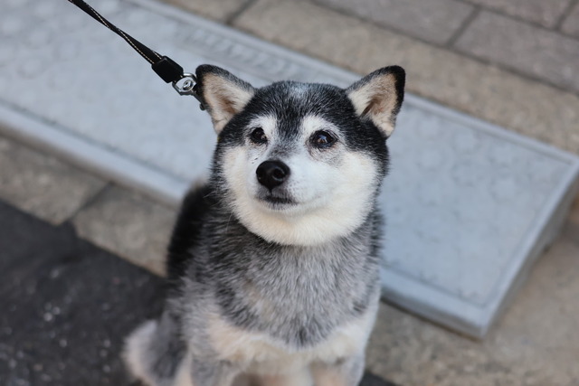 CAF90C43-6D56-485A-AF33-5F6E7021B74C_1_105_c