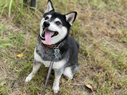 秋の散髪とクロワッサンと鮭ホイル焼き
