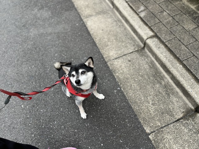 曇天の酉の市と無印三昧