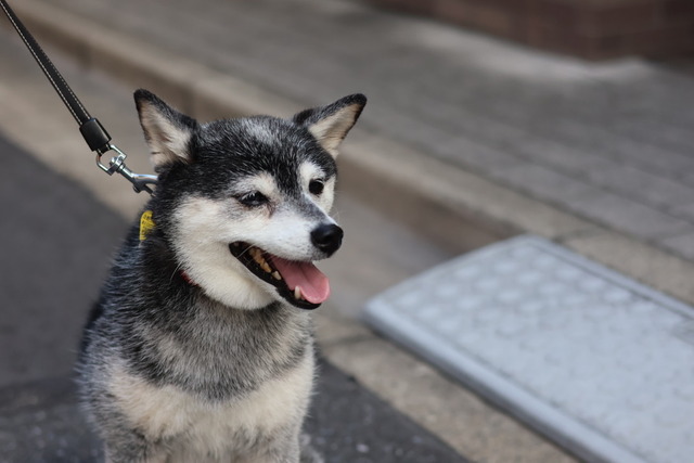 秋晴れのお墓参りと目利きの銀次と鳥野菜炒め＆焼き鳥
