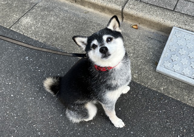 ビーバームーンの納豆ランチとわさび醤油ポーク