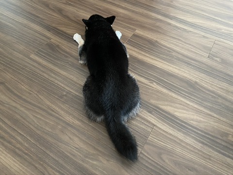 曇天のつけ麺ランチと油淋鶏と東京古着日和