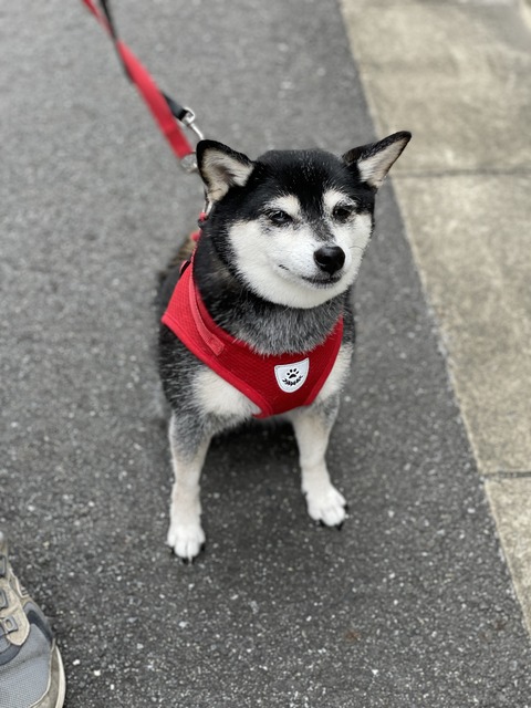 曇天の絶品タマゴサンドと小さな秋の宴