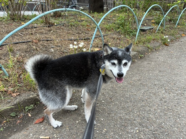 秋陰の焼きそばランチとすみだ向島EXPOと連日のささみ野菜炒め
