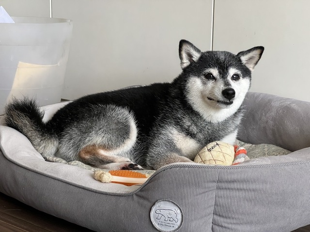 野分接近中の麻婆丼と鮭ホイル焼き