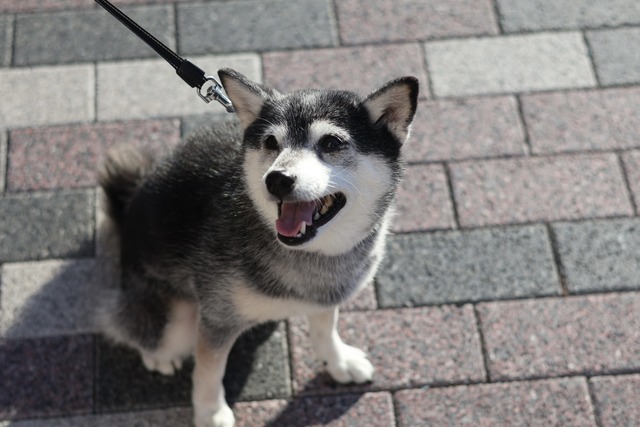 A7C0D468-D301-47D5-889E-EEB705164C77_1_201_a