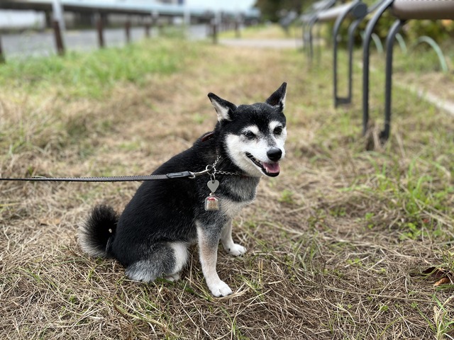 寒秋の納豆ランチとカレイの煮付け