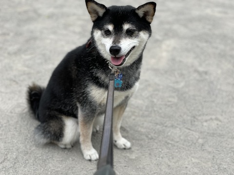 肉じゃがランチと和風ポークソテーと紀州のドンファン