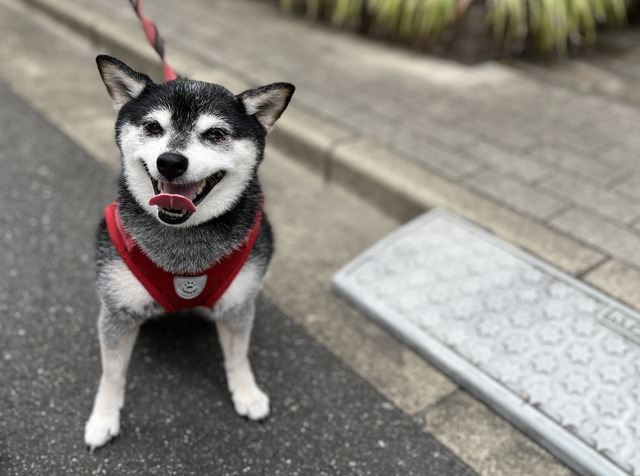 隅田川花火大会