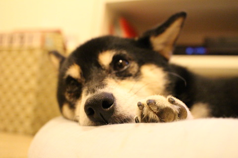曇天のチーズはんぺんと八天堂生あんぱん