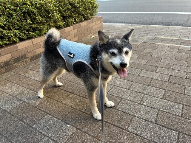 猛暑MAXのざるうどんと鮭おにぎり＆コロッケパン