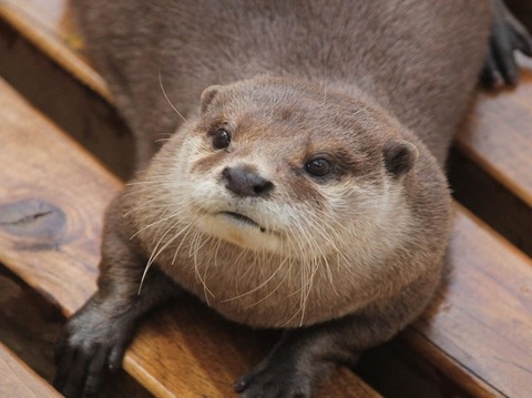 otter_800