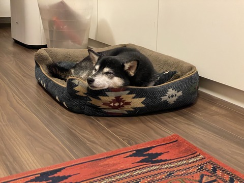 連日の秋晴れと松茸ご飯とほっこりかぼちゃ