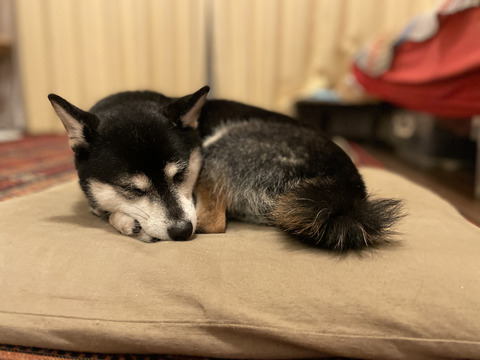 ハッシュドビーフと鰆のホイル焼きとマラドーナ