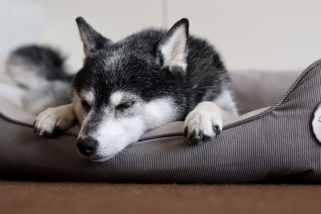 EE33F52E-C2E7-42FD-9B18-71B6E4D26470_1_105_c