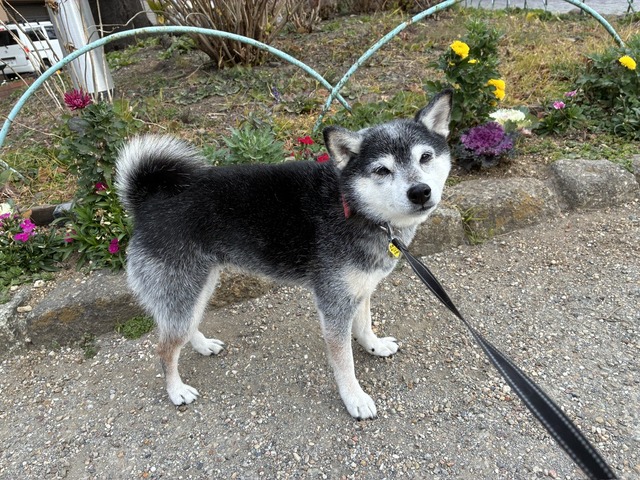 寒中の納豆ランチとカレイトマトソースがけ
