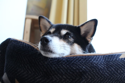 たまごかけごはんとほっこりぶり大根