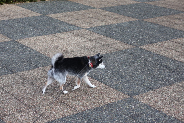 7D00B529-FFF0-4F0C-91C4-55DE575B8C42_1_105_c