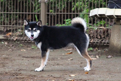 年明けのガストランチとブロッコリーサラダ