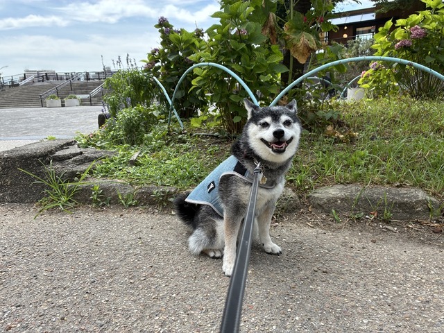 349360D9-71A6-473E-8E32-A4A83BFAE3EC_1_105_c