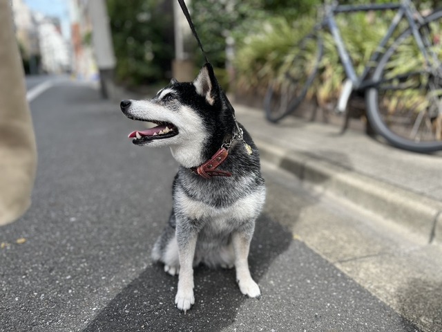 CD56F744-778C-4B64-8450-48EAE3CE4B65_1_105_c