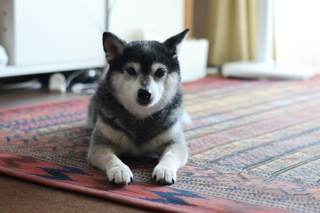 曇天多湿の稲庭饂飩と鮭おにぎり