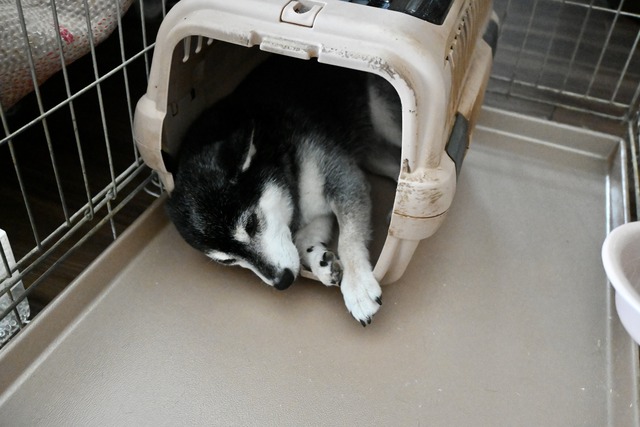 48605DD0-F043-4631-AB39-1BDA1CDE60CC_1_201_a