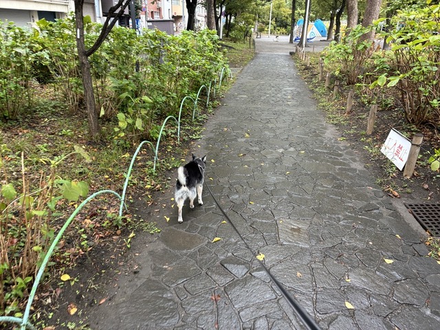 583796DA-67D0-4891-BE52-6AA798E8CEA0_1_105_c