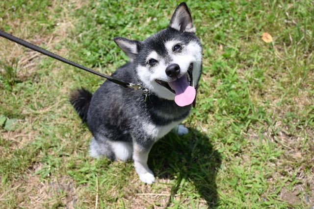歳晩のプレーンカレーと命のスープ