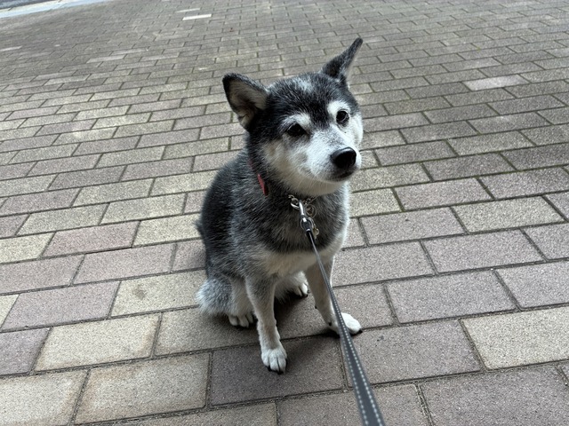 1513AEE0-6E22-44F5-BA11-C7307B1B6FCC_1_105_c