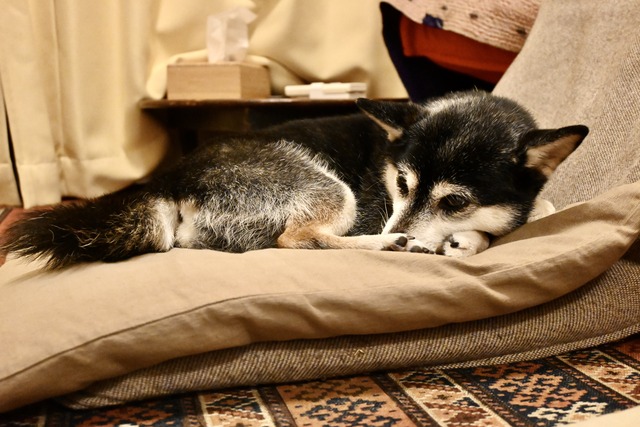 休日労働の鮭納豆ランチと絶品焼き餃子