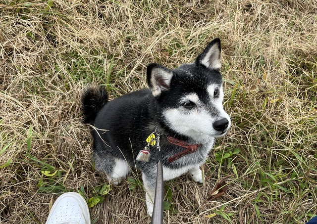 曇天の休日労働と鯛ムニエル