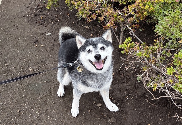 クリスマス明けの天ぷらうどんと残念ハンバーグ