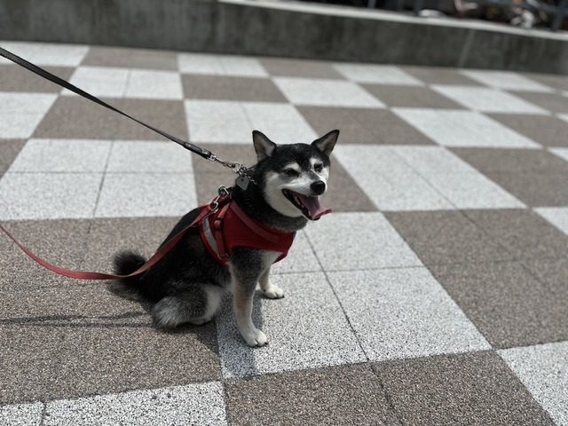 DD4775FE-FD99-4E44-B187-48537251452F_1_105_c