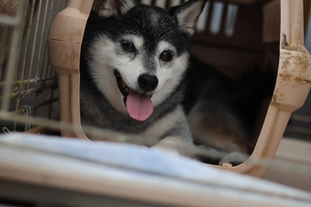 秋日和の納豆ランチと上野美術巡りとすしの和の小宴