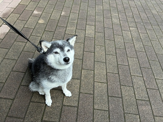 1534C06C-2E07-44B1-A494-3EB84A6F31D8_1_105_c