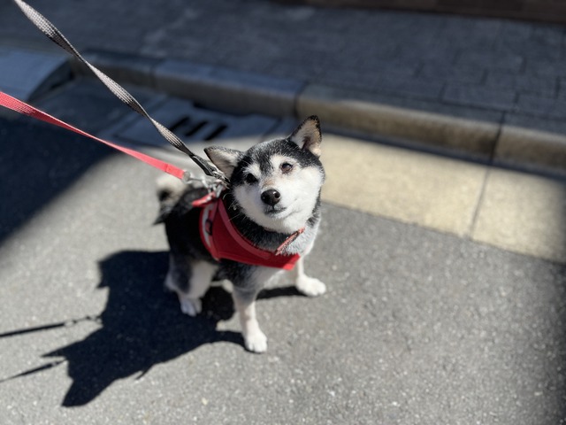 休日のシウマイランチとスシロー