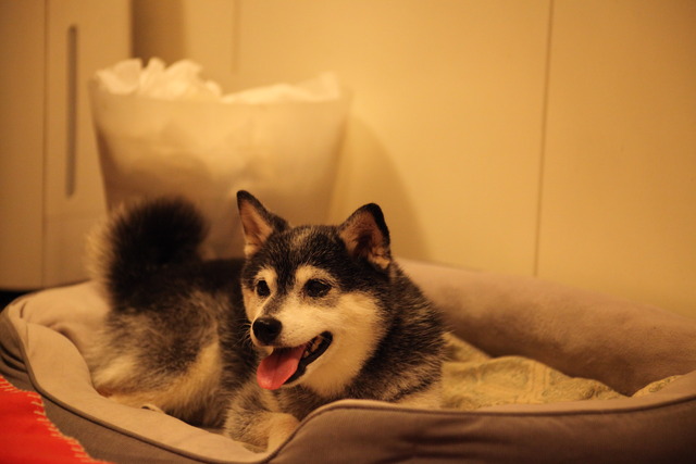 乱歩忌の東京カメラとチキンカレー三昧