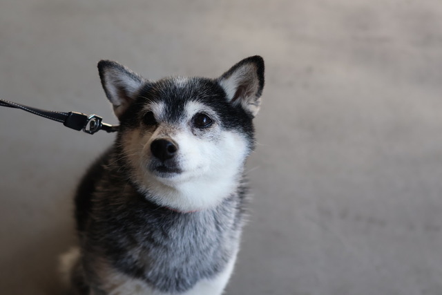 共通テスト初日のお弁当と肉じゃが