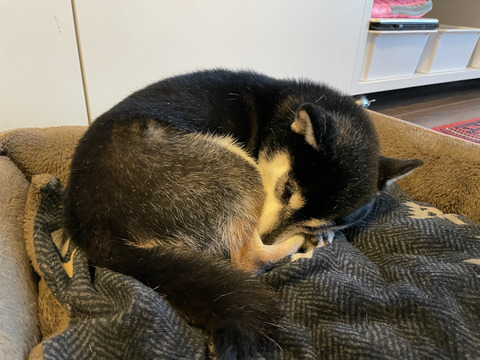 連日の冬晴れと超熟ランチと野菜の煮物とBEAMS